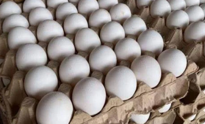 أخبار غزة : إتلاف 686 كجم أغذية فاسدة وضبط مخالفات احتكار بأسعار البيض